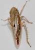 Mocydiopsis sp.